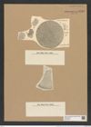 Coscinodiscus floridulus A. Schm. (de-Toni-Nr.: Genus 202, Species 5046) Zeichnungen Sammlung Grunow Nr. 8795 (NHMW-BOT-W0378398)